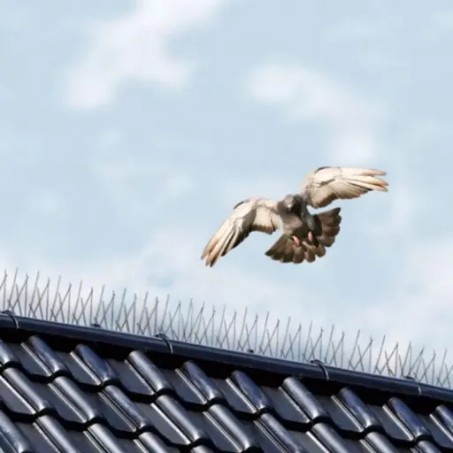[Vogelpinnen per meter]  Duivenpinnen 1 meter